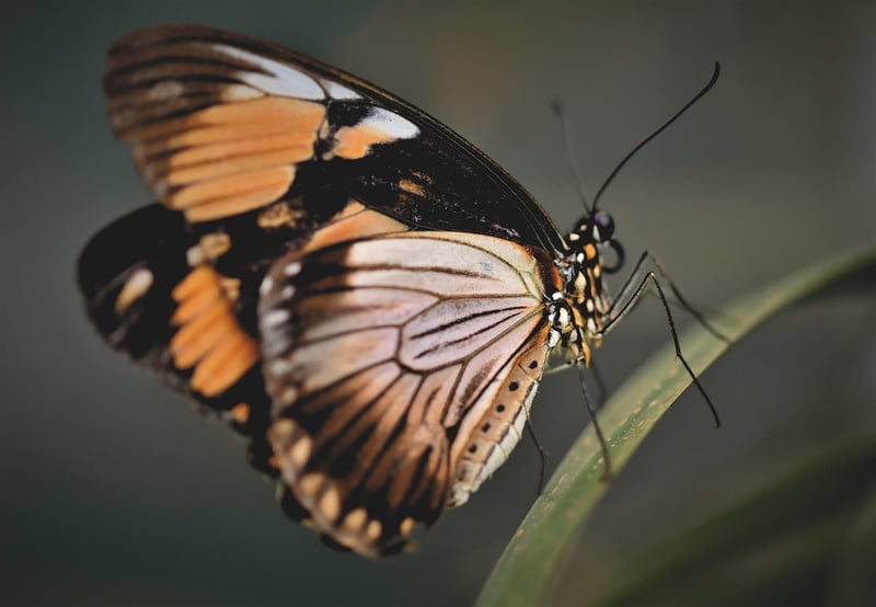 Butterfly Effect Explanation
